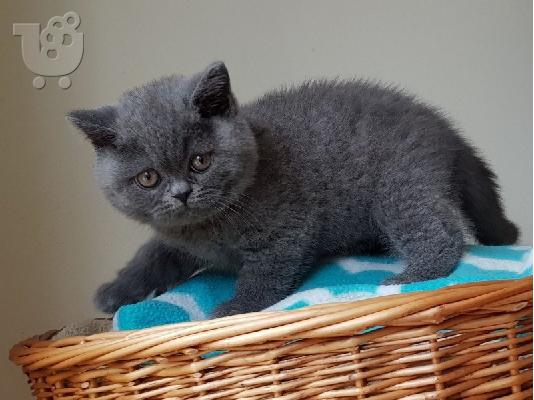 PoulaTo: Επικοινωνήστε μαζί μου μέσω Viber: ( +63-945-413-6749 ) British Short Hair Kittens